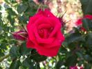 Red Seduction rose photo