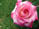 Sandy's Pick rose photo