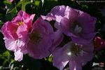 Bizarre de Lens rose photo