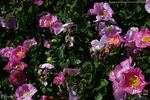 Bizarre de Lens rose photo