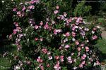 Bizarre de Lens rose photo