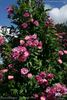 Bocca Negra rose photo