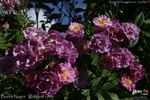 Bocca Negra rose photo