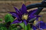 Haku Ookan clematis photo