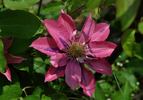 C. 'Little Mermaid' clematis photo