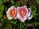 Concorde ® 96 rose photo