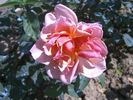Alger rose photo