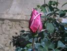 Alger rose photo
