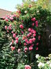 Winifred Coulter Cl. rose photo