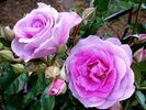 Lavande Parfumée rose photo