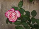Maxim ® rose photo