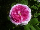 Gilda rose photo
