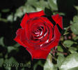 Jolene Adams rose photo