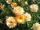 City of Goulburn rose photo
