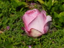 Pierre Bonnard ® rose photo