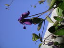 Blue Rain clematis photo