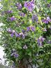 Blue Rain clematis photo