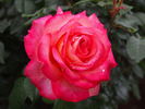 Higoromo rose photo