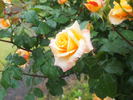 Manyo rose photo