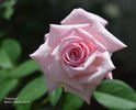 Precious rose photo