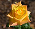 Mohana ® rose photo