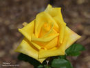 Mohana ® rose photo