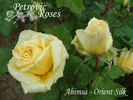 Ahimsa rose photo