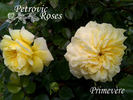 Primevère rose photo