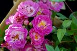 Hermann Schmidt rose photo