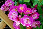 Hermann Schmidt rose photo