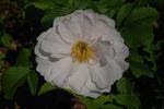 White Roadrunner ® rose photo
