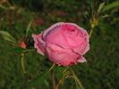 Centifolia Foliacea rose photo