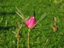Centifolia Foliacea rose photo