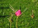 Centifolia Foliacea photos photo