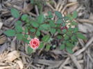 Nancy Hall rose photo