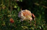 Keith's Delight rose photo