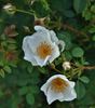 Robbie Burns rose photo