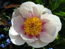 Athena peony photo