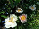 Athena peony photo