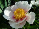 Athena peony photo