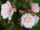 Chiffonade rose photo