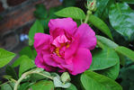 Ruth 70 rose photo