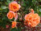 Metanoia rose photo
