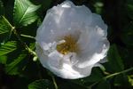 White Roadrunner ® rose photo