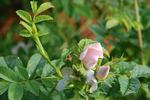 <i>Rosa canina</i> alba rose photo