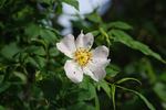 <i>Rosa canina</i> alba rose photo