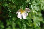 <i>Rosa canina</i> alba rose photo