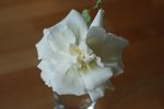 Niphetos rose photo