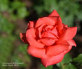 Command Performance rose photo