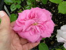 Joyberry rose photo